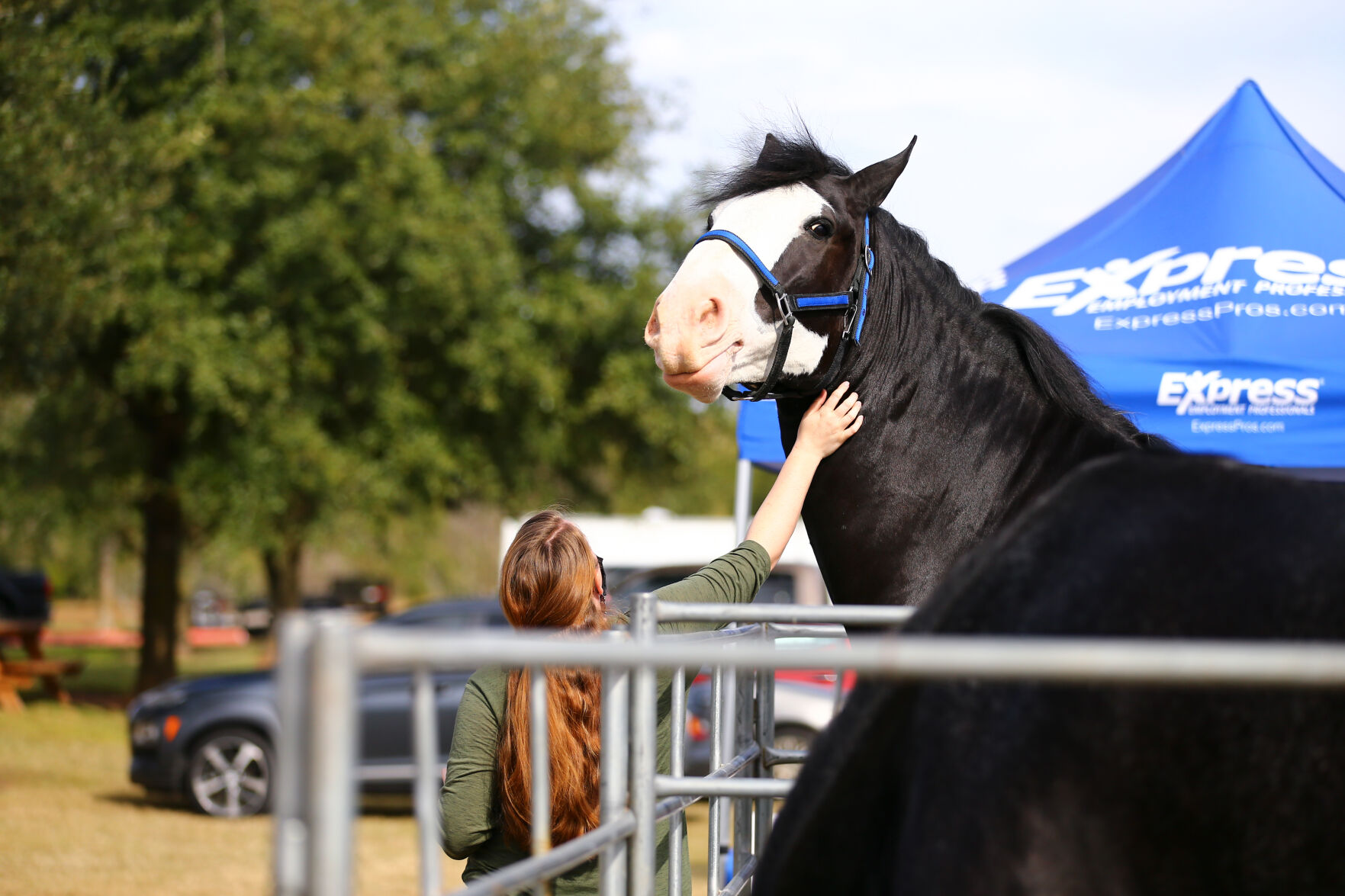 Express Clydesdales